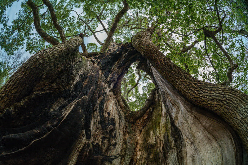 TTArtisan F11mm f/2.8 11mm f/2.8 Fisheye(Fマウント)