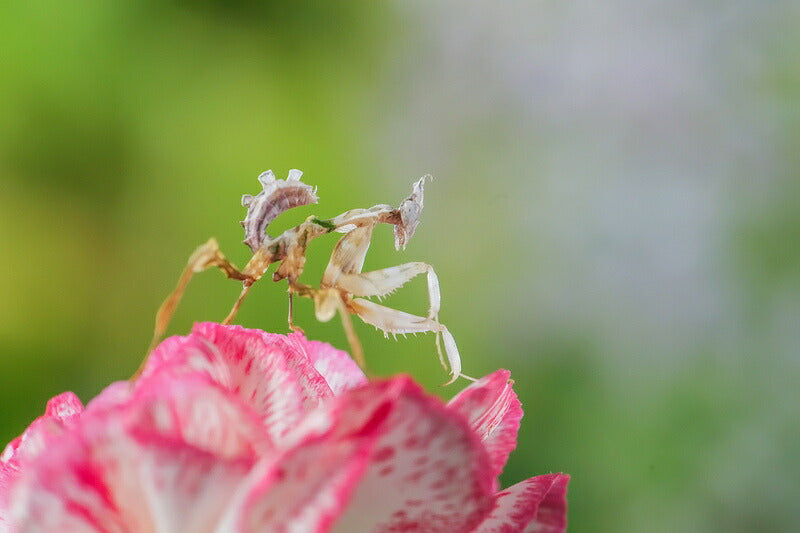 中一光学 APO 4/200 M1X (RF) APO 200mm F4 MACRO 1X(RFマウント)